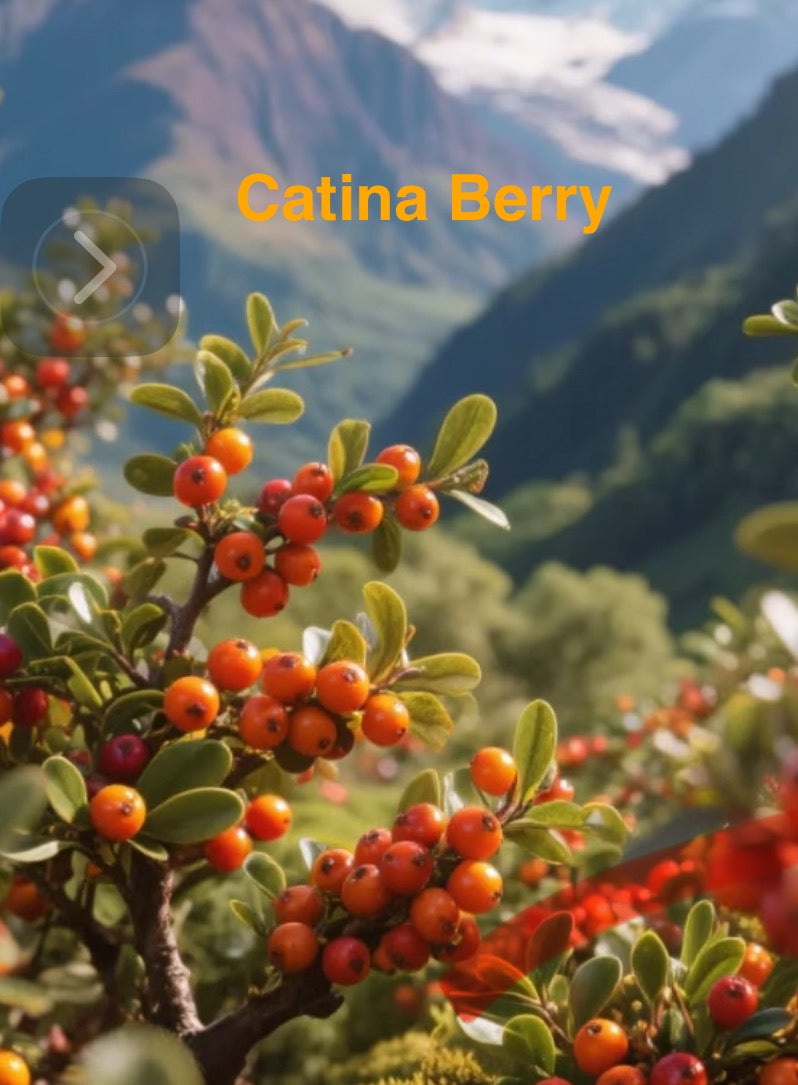 Anitac Catina  2oz GoldenRoot Immune Boosting Concentrate Shot